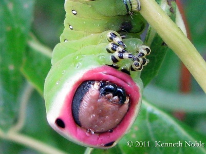 puss moth larva detail (Cerura vinula) Kenneth Noble